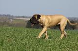 BULLMASTIFF 408